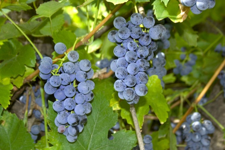 Zilga, a -25 fokig fagytűrő szőlő
