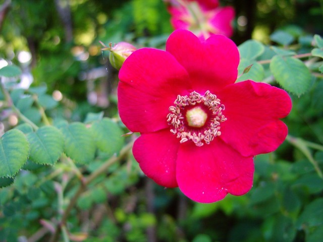 Kettőstüskéjű rózsa