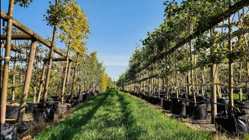 Frissen ültetett gyümölcsfa metszése: a korona kialakítása