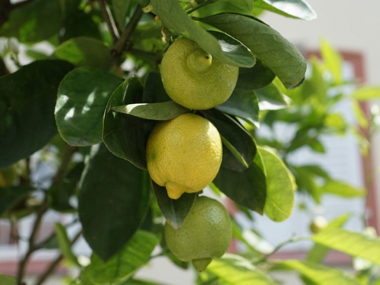 Melyek a citrusfélék nevelésének főbb szabályai?