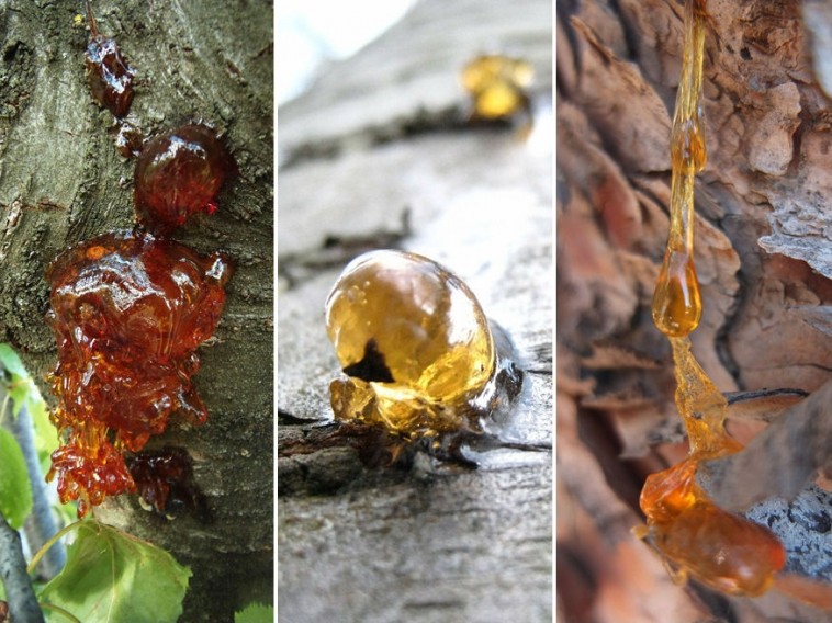 Mi okozza a gyümölcsfák mézgaképződését?