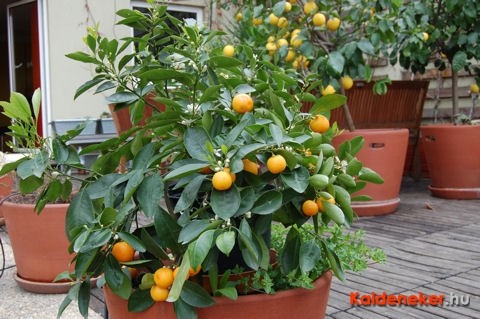 Pesti citrom