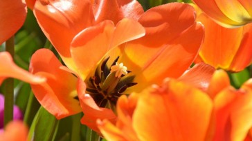 Miért szokták letörni a tulipán elhervadt virágait?