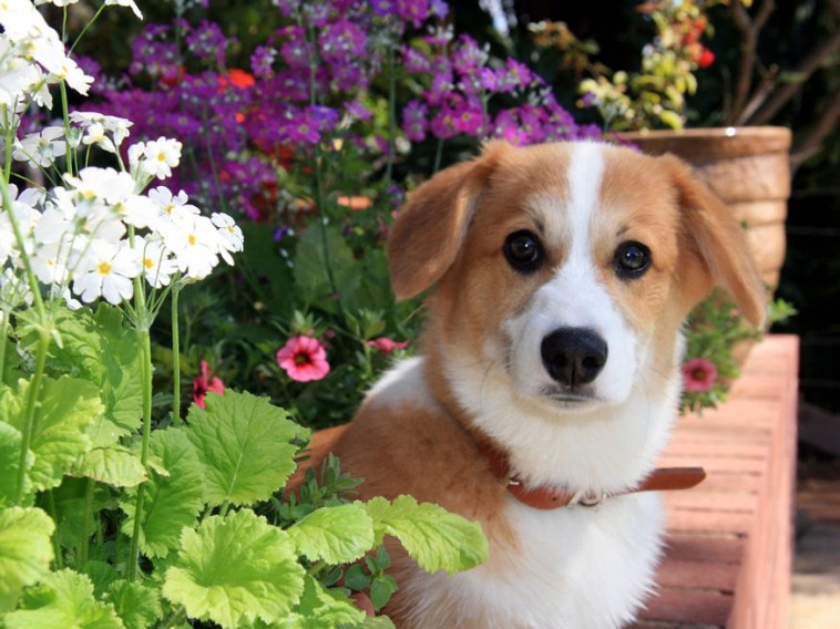 Lehet-e kutyát tartani az intenzíven művelt kertben?