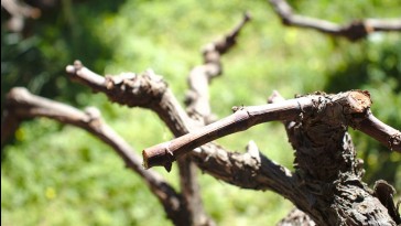 A szőlő metszésének legfontosabb szabályai