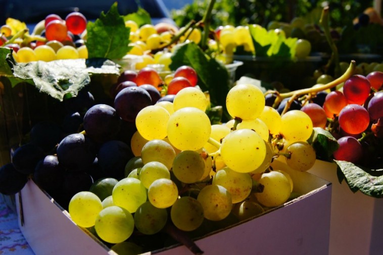 A szőlő vajon mit és mennyit terem?