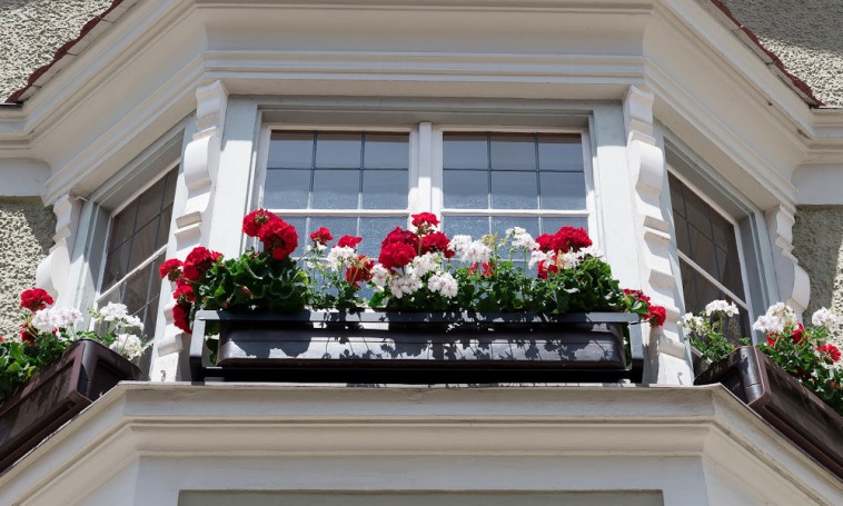 Május utolsó hete: az ablakba ültetett pompás virágok ideje
