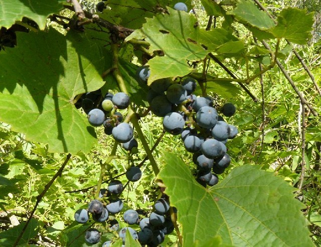 Illatos szőlő