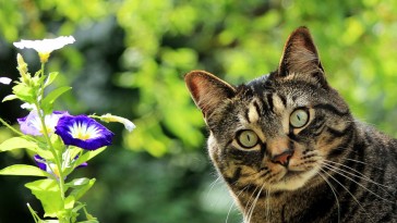 Lehet-e a kertben macskát tartani?