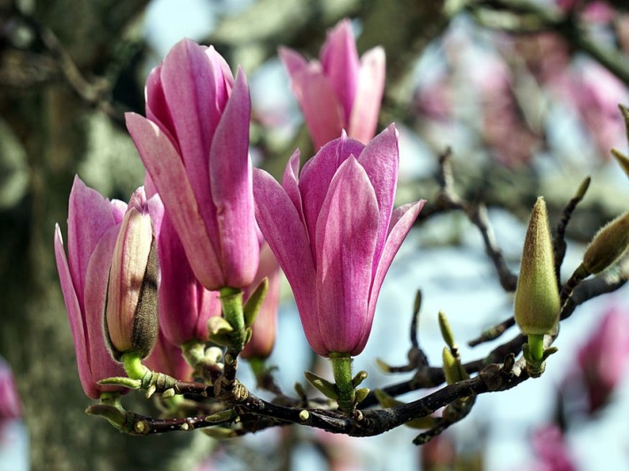 magnoliabokor hazilag 02