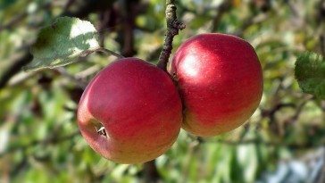 Hogyan szabadítsam meg az almafákat a vértetűtől?