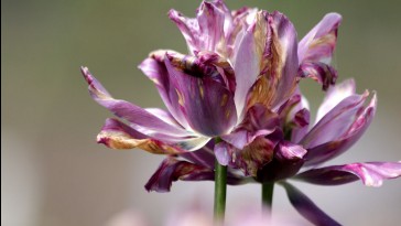 Nyílás után: mi legyen a tulipán hagymáival?