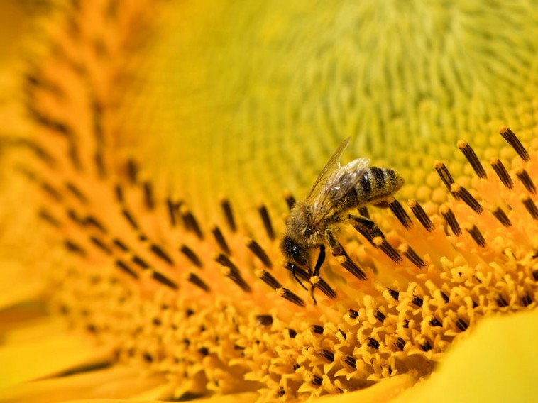 Mit nevezünk méhkímélő technológiának?