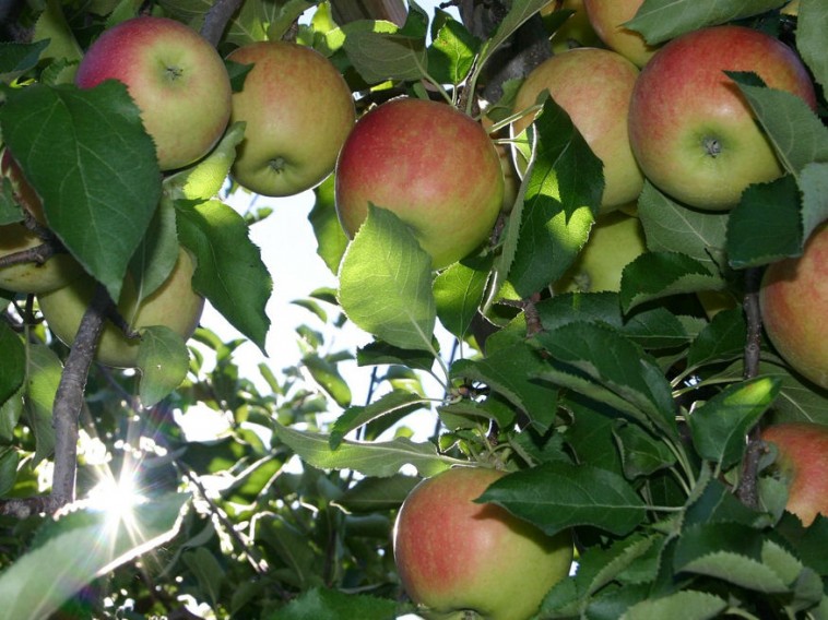 12 aranyszabály a gyümölcsfák metszéséhez