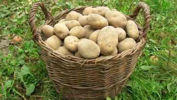 Krumpli termesztése a konyhakertben