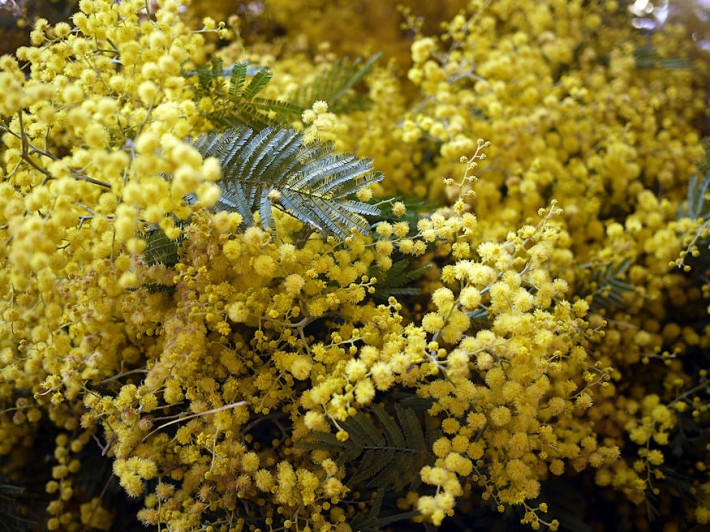 akacia 03