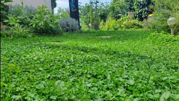 Így lesz süppedő zöldszőnyeg a kertben
