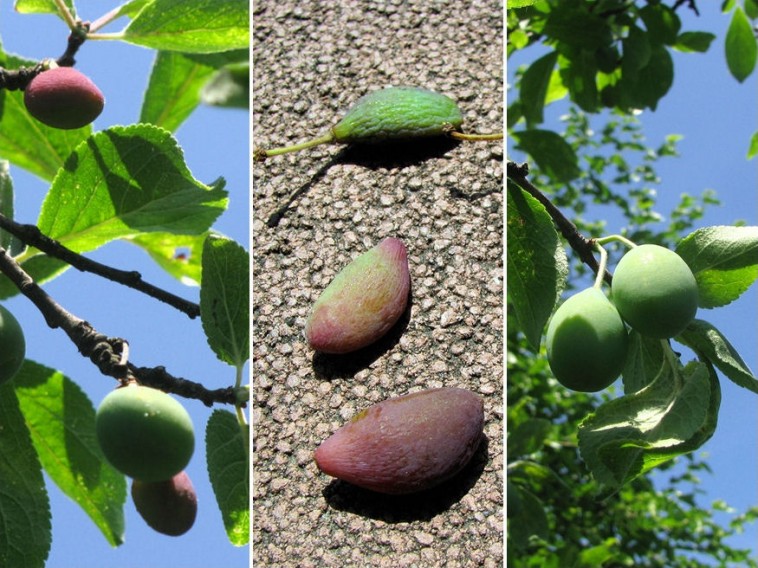 Miért hullatja a szilvafa az éretlen gyümölcseit?