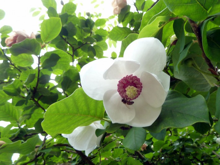nyari magnolia 03