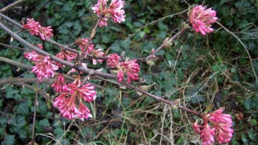 Kikeleti bangita: januártól nyitja illatos virágait