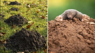 Hogyan űzhetjük el a vakondot a kertünkből?