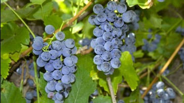 Zilga, a -25 fokig fagytűrő szőlő