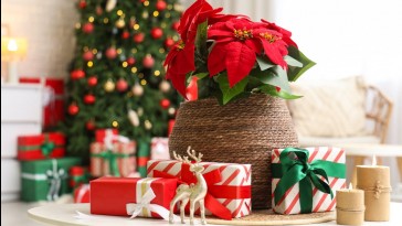 Karácsonyi ajándékötletek növényimádóknak – így lepd meg a természet szerelmeseit 