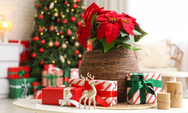 Karácsonyi ajándékötletek növényimádóknak – így lepd meg a természet szerelmeseit 