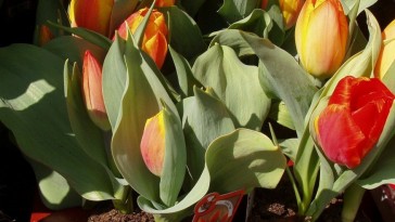 15. hét: A tulipán török honosítás