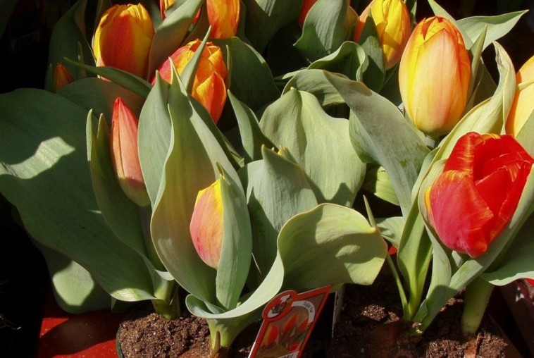 15. hét: A tulipán török honosítás