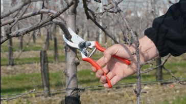 Prémium metszőollók: melyik a legjobb választás a kertbe?