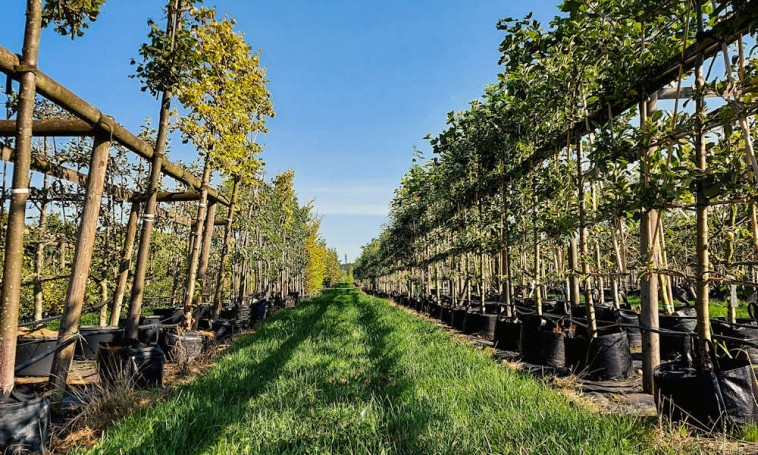 Frissen ültetett gyümölcsfa metszése: a korona kialakítása