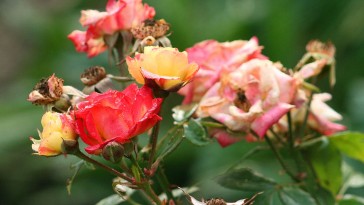 Le kell-e vágni a rózsa elnyílt virágait? 
