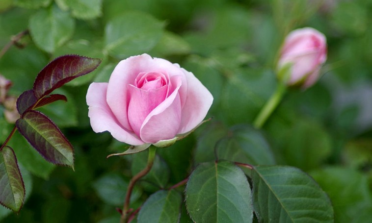 Rózsa a kertben – tanácsok videón