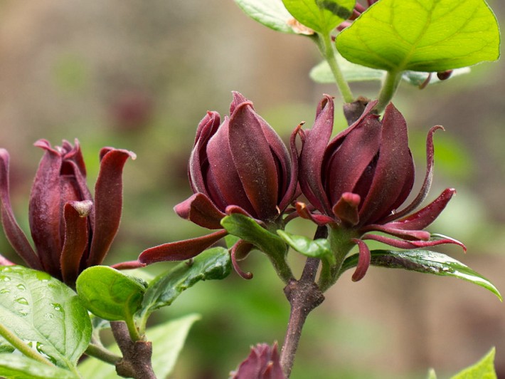illatos fuszercserje calycanthus 02