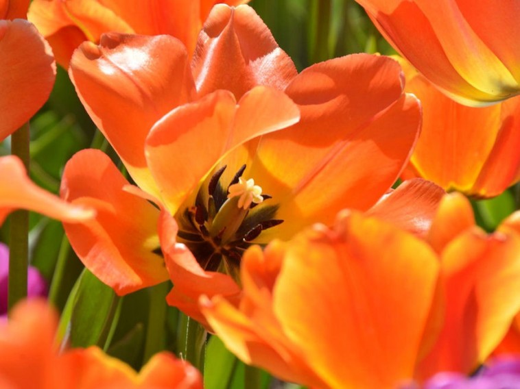 Miért szokták letörni a tulipán elhervadt virágait?