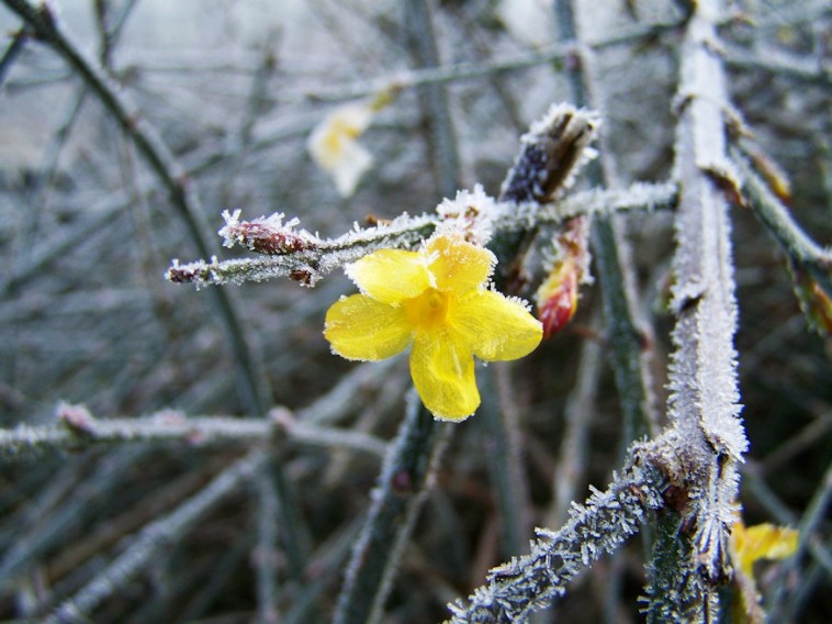 Rövidesen nyílik a téli jázmin virága