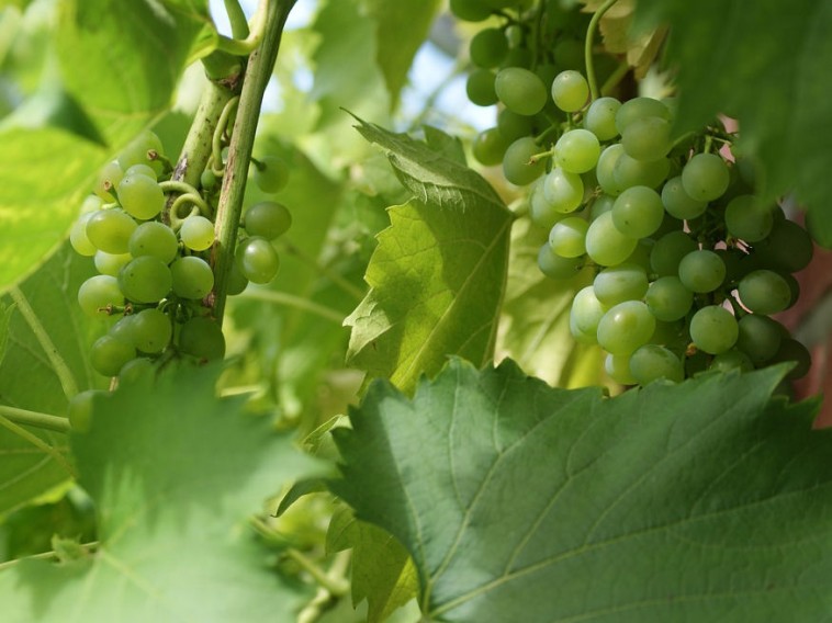 Miért szükségesek a szőlő zöldmunkái?