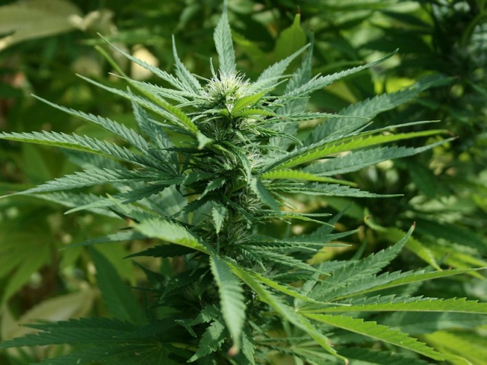 drognovenyeink anyarozs kender mak 12