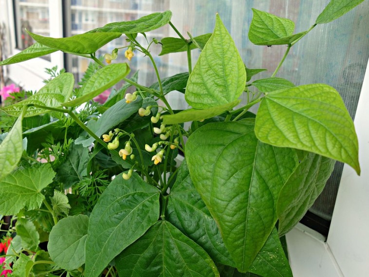 Mivel gazdagíthatom az erkély növényvilágát?