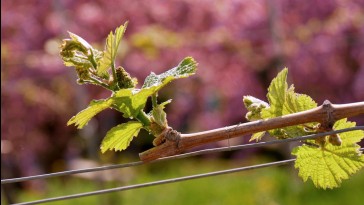 A szőlő tavaszi utómetszése