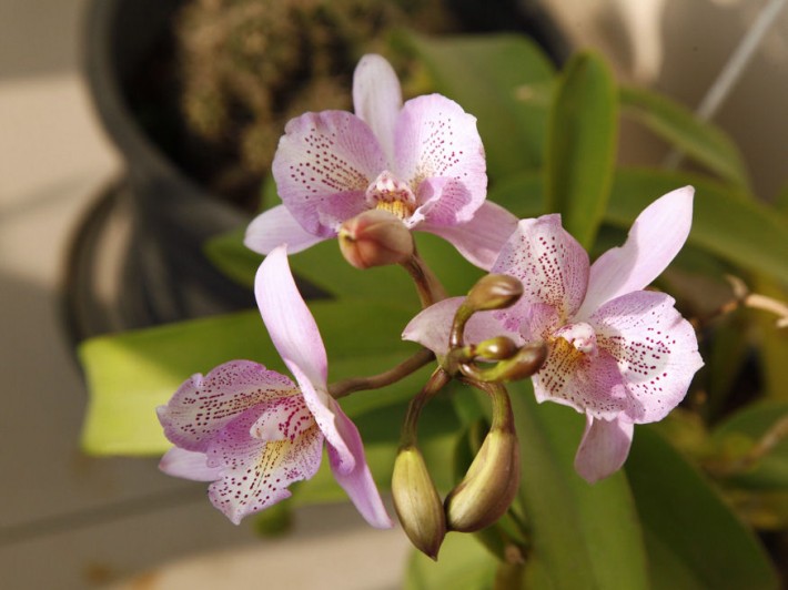orchidea termesztese 02