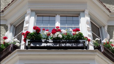 Május utolsó hete: az ablakba ültetett pompás virágok ideje