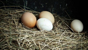 Február 24-én derül ki, hogy lesz-e elég tojás idén