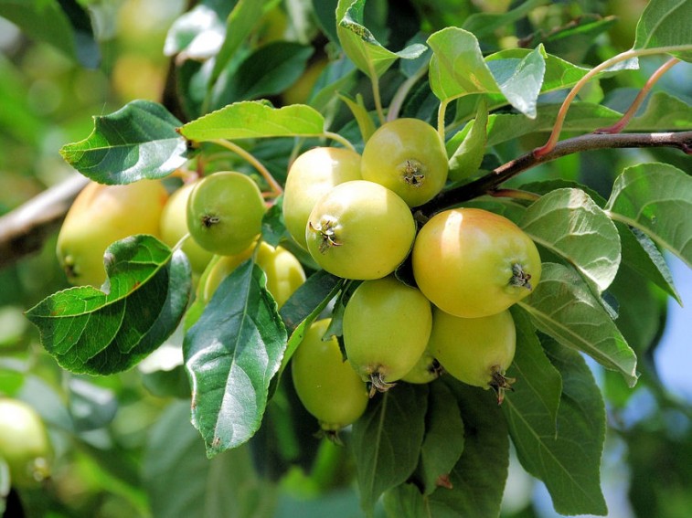 Miért előnyös a gyümölcsfák (nyári) zöldmetszése?