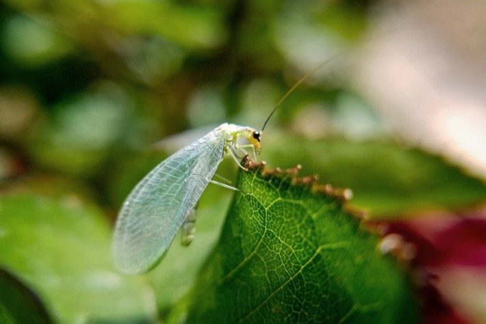 biologiai novenyvedelem alapismeretek 04