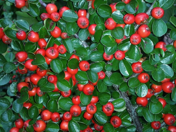 talajtakaro arnyekba 06