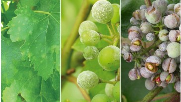 Melyek a szőlő-lisztharmat tünetei?