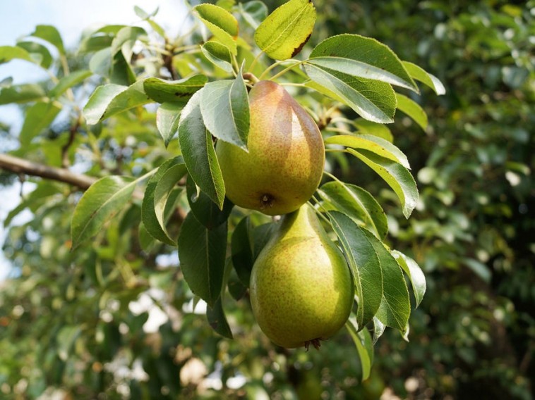 Hogyan ritkítsuk meg metszéssel a gyümölcsfák koronáját?