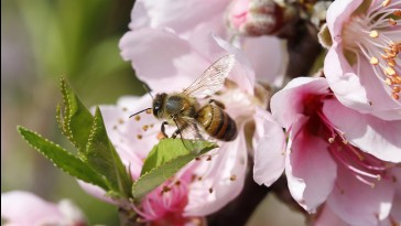Szemérmes gyümölcsfák és kíváncsi méhek